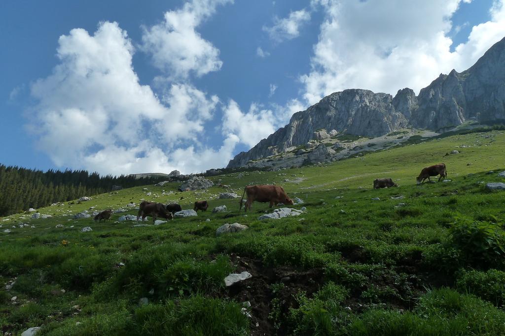 Ranger Chalet Moeciu De Sus Ruang foto
